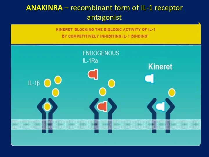 ANAKINRA – recombinant form of IL-1 receptor antagonist