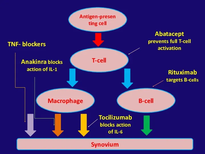 Antigen-presenting cell T-cell B-cell Macrophage Synovium TNF- blockers Anakinra blocks