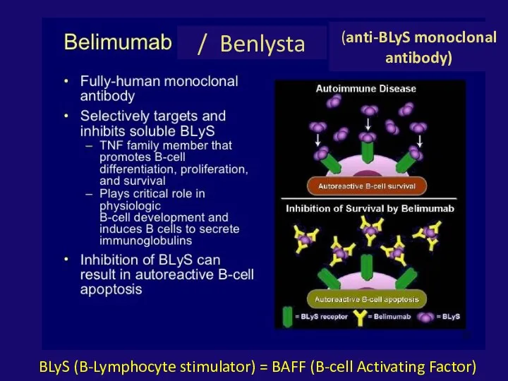/ Benlysta BLyS (B-Lymphocyte stimulator) = BAFF (B-cell Activating Factor) (anti-BLyS monoclonal antibody)