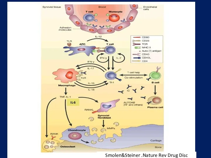 Smolen&Steiner .Nature Rev Drug Disc IL-6