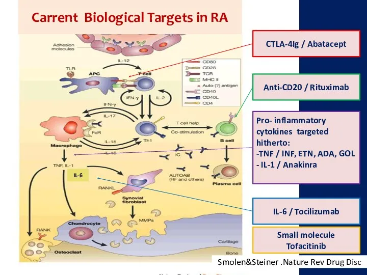 IL-6 CTLA-4Ig / Abatacept Anti-CD20 / Rituximab Pro- inflammatory cytokines