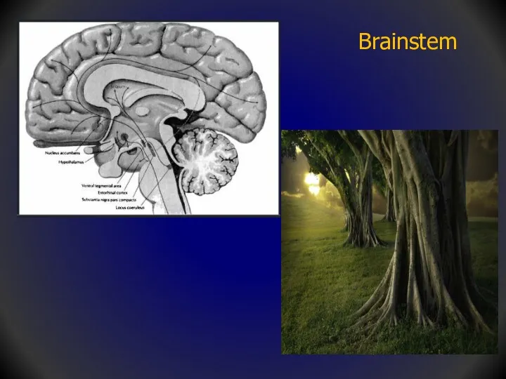 Brainstem