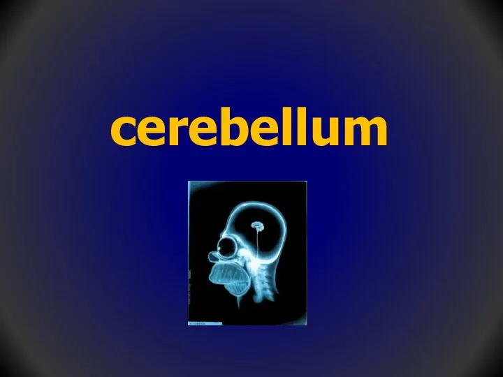 cerebellum