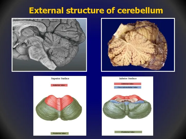 External structure of cerebellum