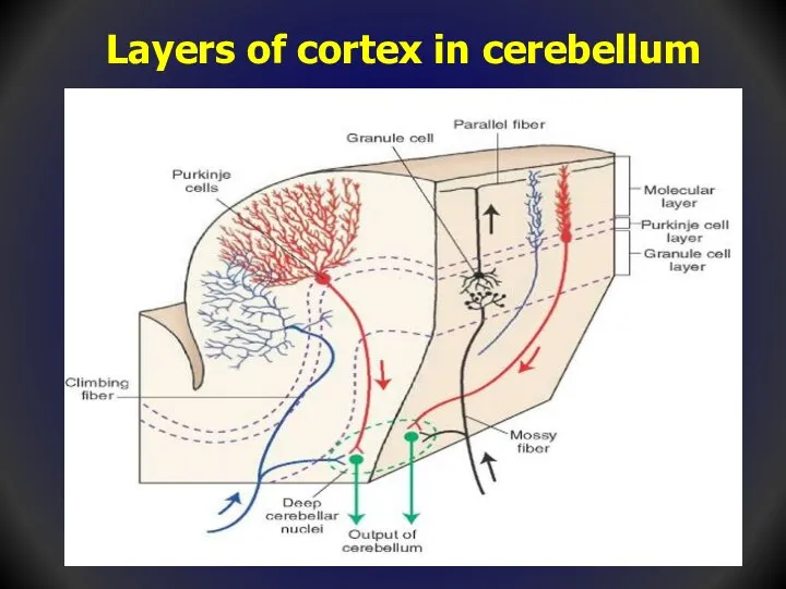 Layers of cortex in cerebellum