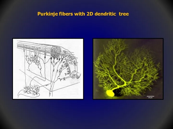 Purkinje fibers with 2D dendritic tree