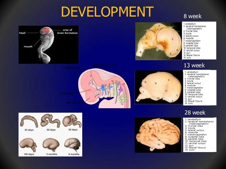 DEVELOPMENT 8 week 13 week 28 week