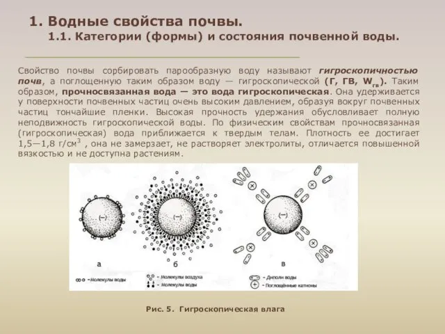 Свойство почвы сорбировать парообразную воду называют гигроскопичностью почв, а поглощенную