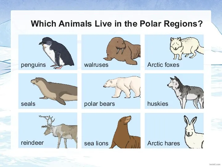 Which Animals Live in the Polar Regions?