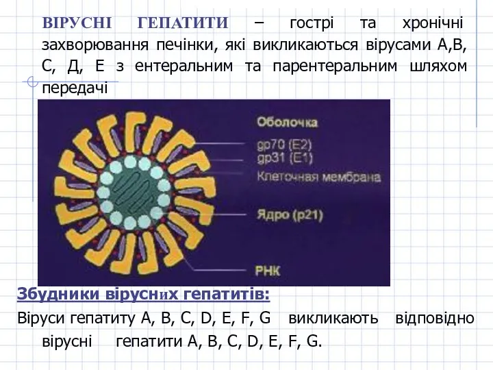 ВІРУСНІ ГЕПАТИТИ – гострі та хронічні захворювання печінки, які викликаються