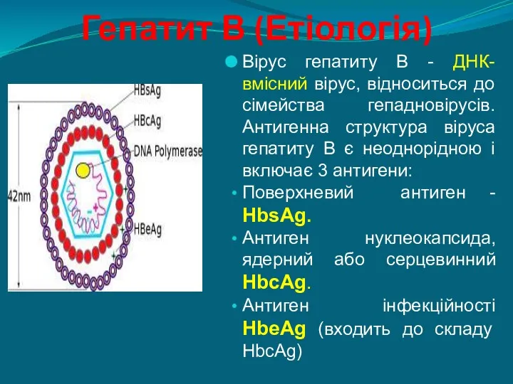 Гепатит В (Етіологія) Вірус гепатиту В - ДНК-вмісний вірус, відноситься