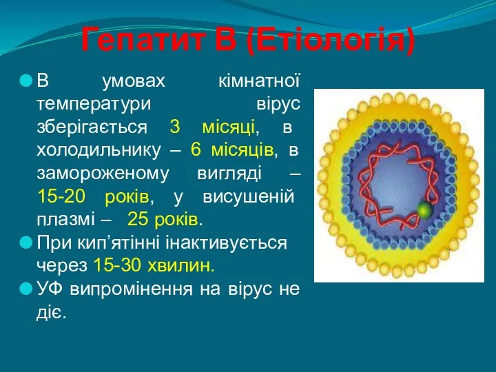 Гепатит В (Етіологія) В умовах кімнатної температури вірус зберігається 3