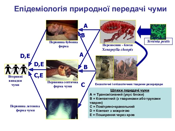 Епідеміологія природної передачі чуми Переносник - блохи Xenopsylla cheopis Ензоотичні і епізоотичних тварини