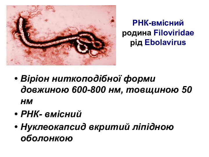 РНК-вмісний родина Filoviridae рід Ebolavirus Віріон ниткоподібної форми довжиною 600-800 нм, товщиною 50