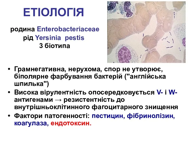 ЕТІОЛОГІЯ родина Enterobacteriaceae рід Yersinia pestis 3 біотипа Грамнегативна, нерухома, спор не утворює,