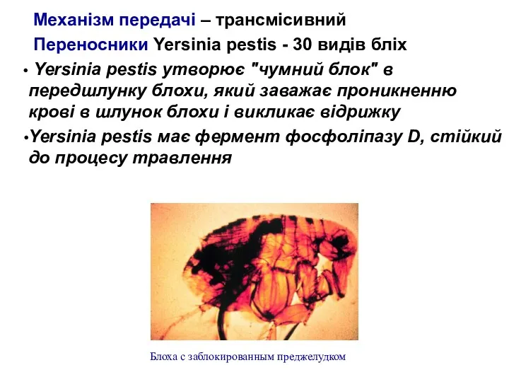 Механізм передачі – трансмісивний Переносники Yersinia pestis - 30 видів бліх Yersinia pestis