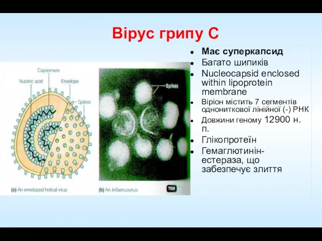Вірус грипу C Має суперкапсид Багато шипиків Nucleocapsid enclosed within