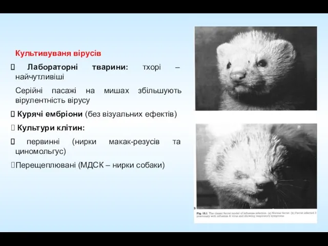 Культивуваня вірусів Лабораторні тварини: тхорі – найчутливіші Серійні пасажі на