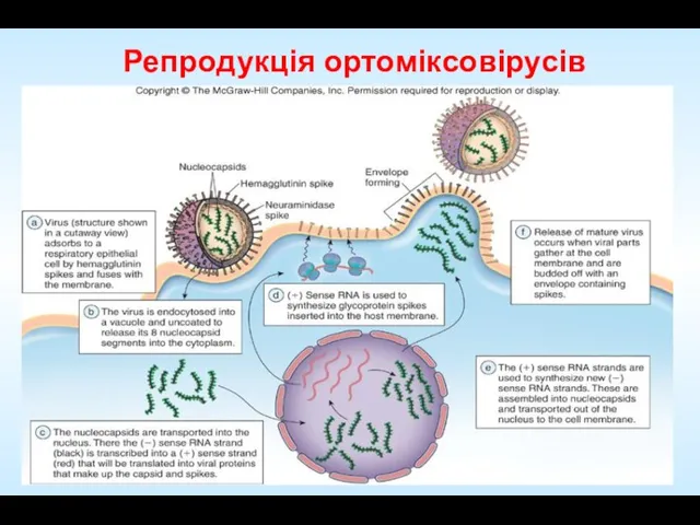 Insert figure 25.1 Influenza cycle Репродукція ортоміксовірусів