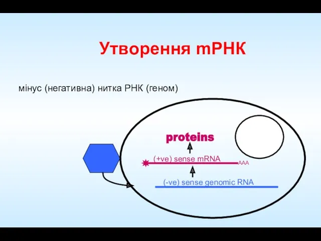 Утворення mРНК мінус (негативна) нитка РНК (геном) proteins (+ve) sense mRNA (-ve) sense genomic RNA