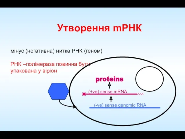 Утворення mРНК мінус (негативна) нитка РНК (геном) РНК –полімераза повинна