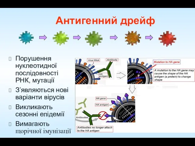 Антигенний дрейф Порушення нуклеотидної послідовності РНК, мутації З’являються нові варіанти