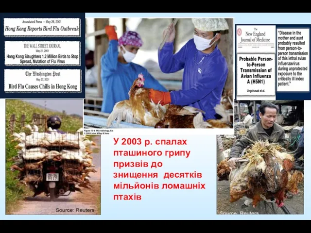 У 2003 р. спалах пташиного грипу призвів до знищення десятків мільйонів ломашніх птахів