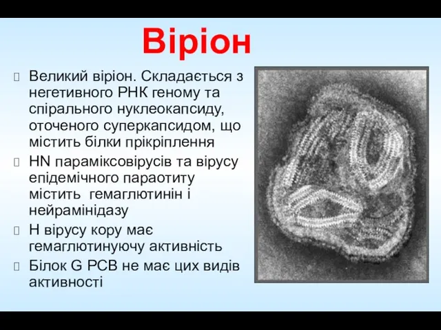 Віріон Великий віріон. Складається з негетивного РНК геному та спірального