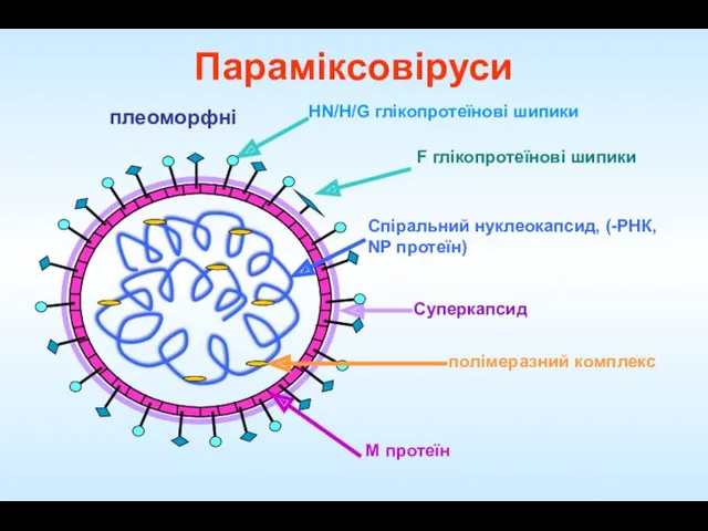 M протеїн Спіральний нуклеокапсид, (-РНК, NP протеїн) HN/H/G глікопротеїнові шипики