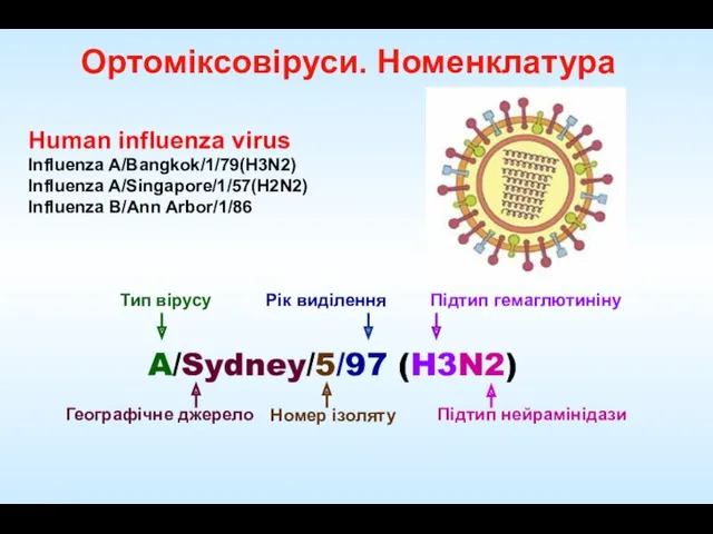 Тип вірусу Підтип гемаглютиніну Географічне джерело A/Sydney/5/97 (H3N2) Рік виділення