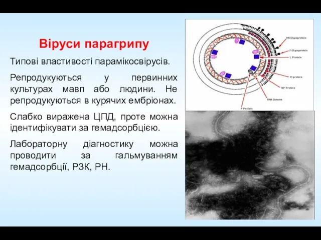 Віруси парагрипу Типові властивості парамікосвірусів. Репродукуються у первинних культурах мавп