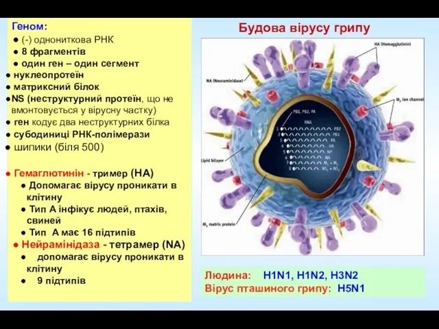 Будова вірусу грипу Людина: H1N1, H1N2, H3N2 Вірус пташиного грипу: