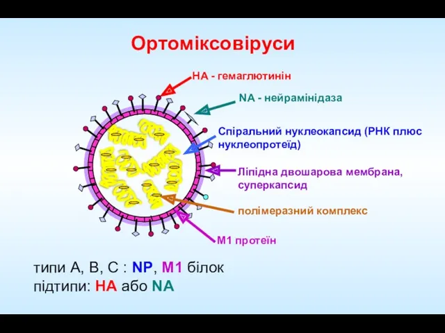 Ортоміксовіруси M1 протеїн Спіральний нуклеокапсид (РНК плюс нуклеопротеїд) HA -