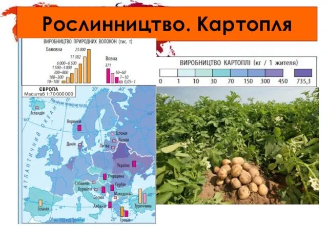 Рослинництво. Картопля