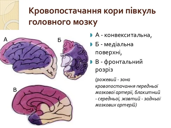 Кровопостачання кори півкуль головного мозку А - конвекситальна, Б -