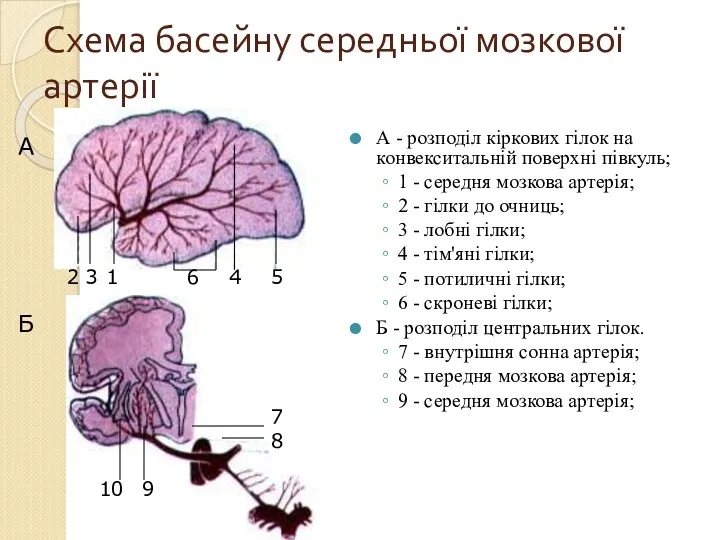 Схема басейну середньої мозкової артерії А - розподіл кіркових гілок