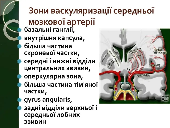 Зони васкуляризації середньої мозкової артерії базальні ганглії, внутрішня капсула, більша