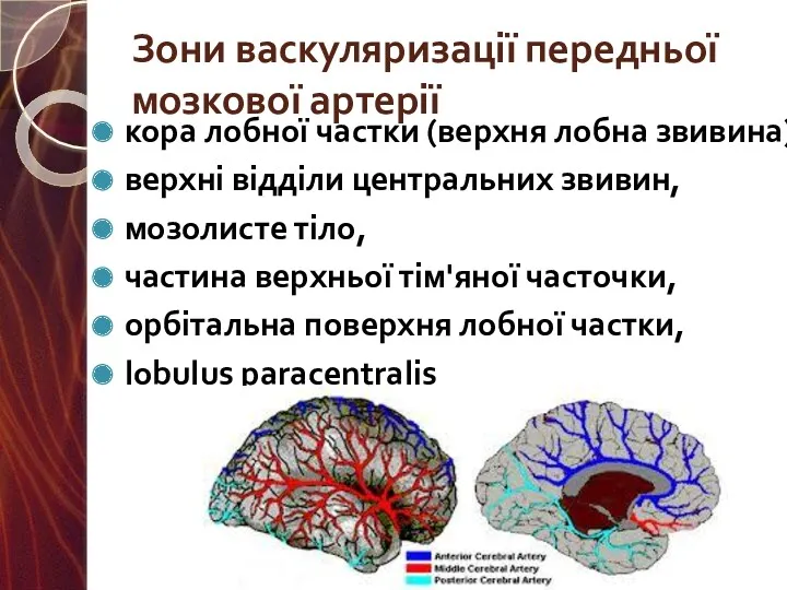 Зони васкуляризації передньої мозкової артерії кора лобної частки (верхня лобна