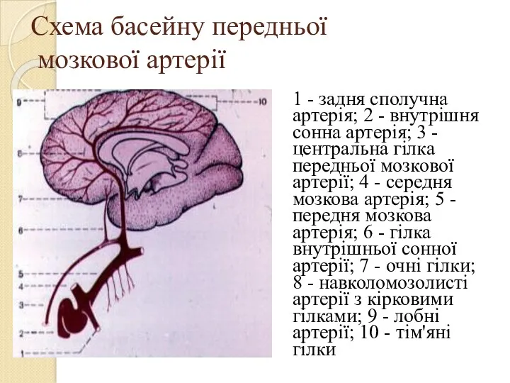 Схема басейну передньої мозкової артерії 1 - задня сполучна артерія;
