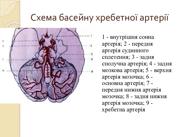 Схема басейну хребетної артерії 1 - внутрішня сонна артерія; 2