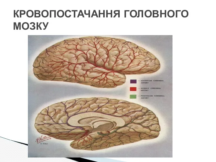 КРОВОПОСТАЧАННЯ ГОЛОВНОГО МОЗКУ