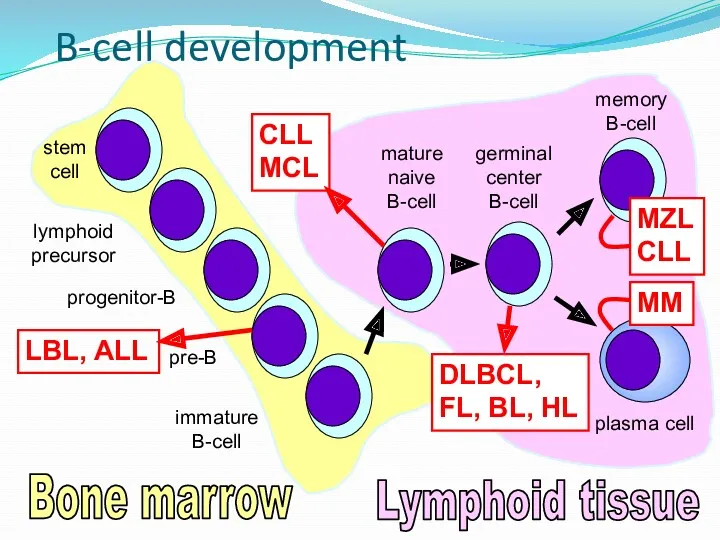 B-cell development