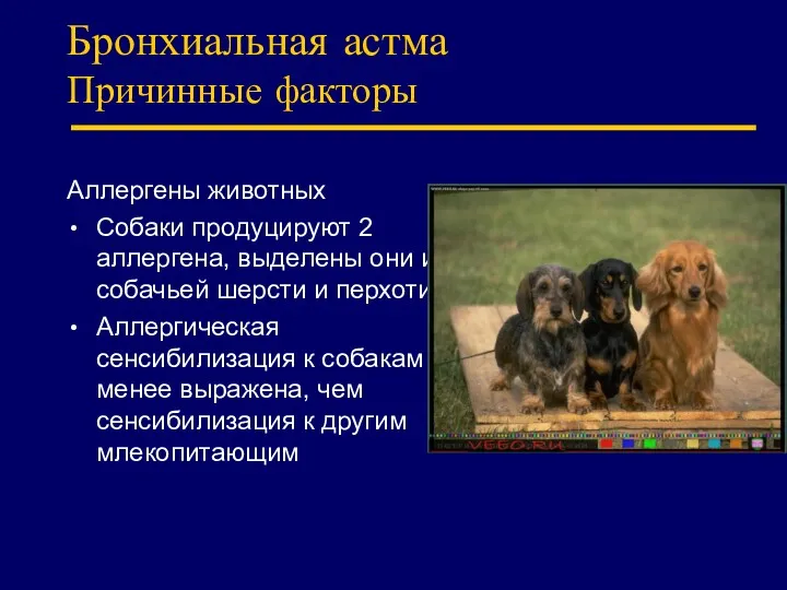 Бронхиальная астма Причинные факторы Аллергены животных Собаки продуцируют 2 аллергена,