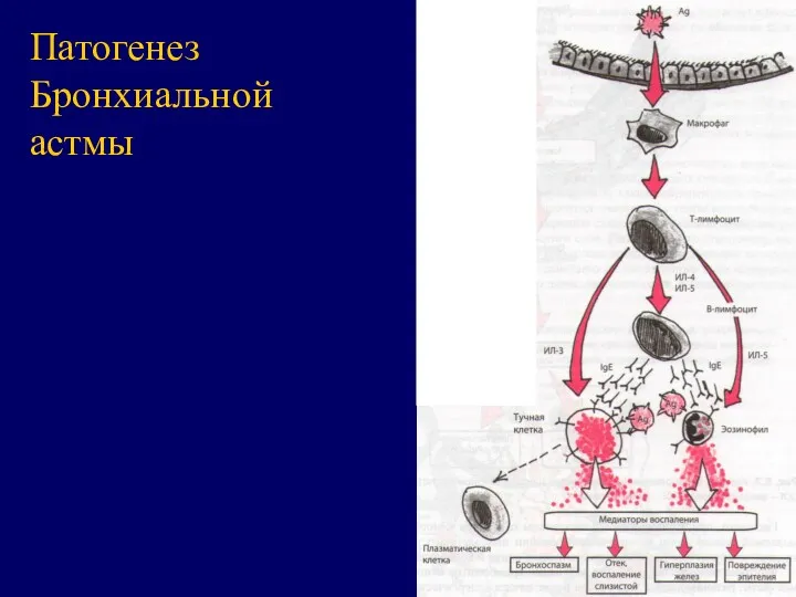 Патогенез Бронхиальной астмы