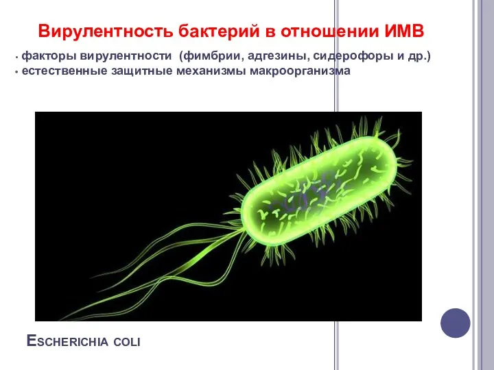 Escherichia coli Вирулентность бактерий в отношении ИМВ факторы вирулентности (фимбрии,
