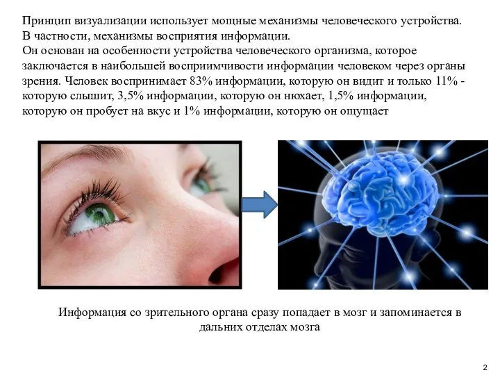Информация со зрительного органа сразу попадает в мозг и запоминается в дальних отделах