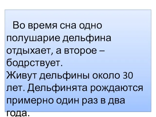 Во время сна одно полушарие дельфина отдыхает, а второе –