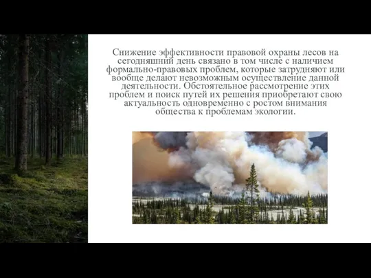 Снижение эффективности правовой охраны лесов на сегодняшний день связано в