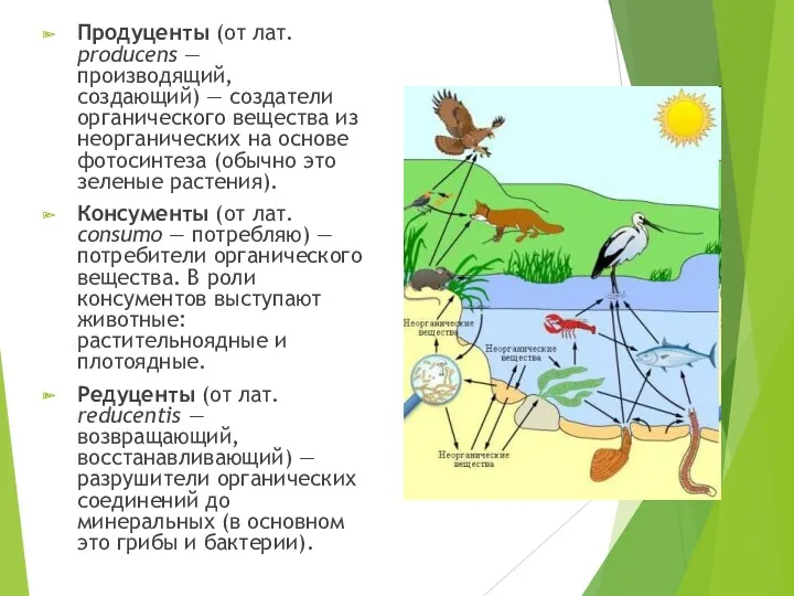 Продуценты (от лат. producens — производящий, создающий) — создатели органического