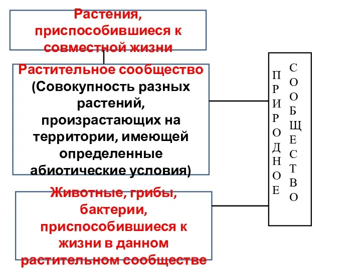 Растения, приспособившиеся к совместной жизни Растительное сообщество (Совокупность разных растений,